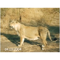 Lion at Sasan gir.JPG